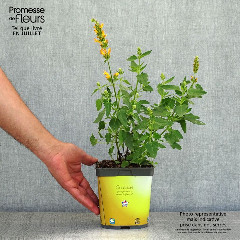 Ejemplar de Agastache Poquito Butter Yellow Maceta 2L/3L entregado en verano