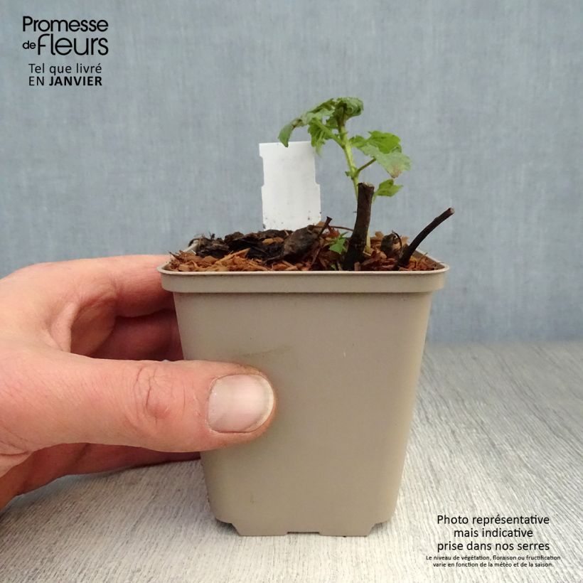 Agastache Poquito Lavender Maceta de 8/9 cm Ejemplar entregado en invierno