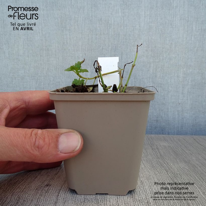 Agastache Poquito Lavender Maceta de 8/9 cm Ejemplar entregado en la primavera