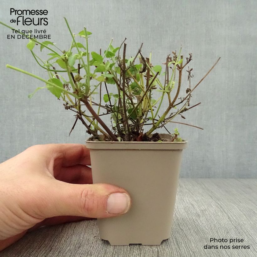 Agastache Serpentine Maceta de 8/9 cm Ejemplar entregado en invierno