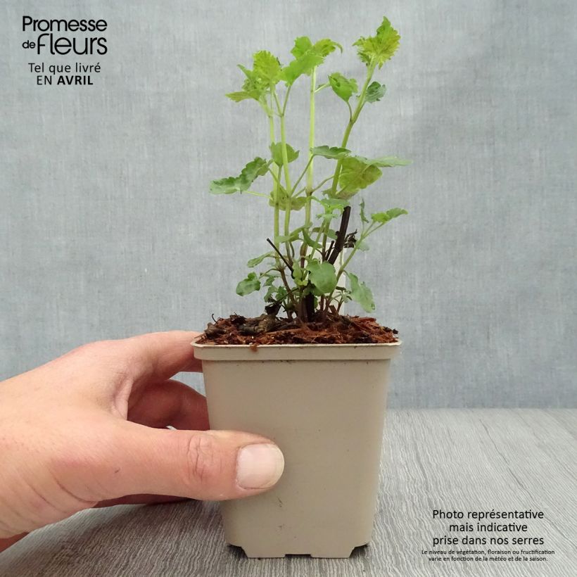 Agastache Serpentine Maceta de 8/9 cm Ejemplar entregado en la primavera