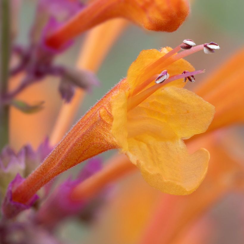 Agastache aurantiaca Apricot Sprite (Floración)