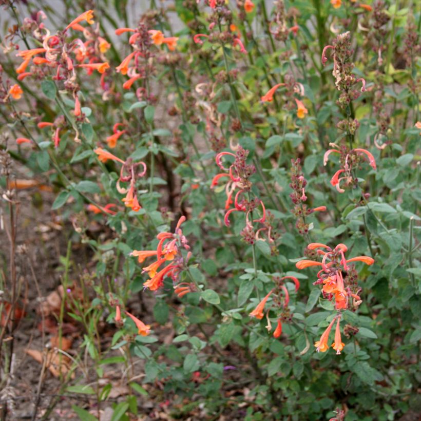Agastache aurantiaca Apricot Sprite (Porte)