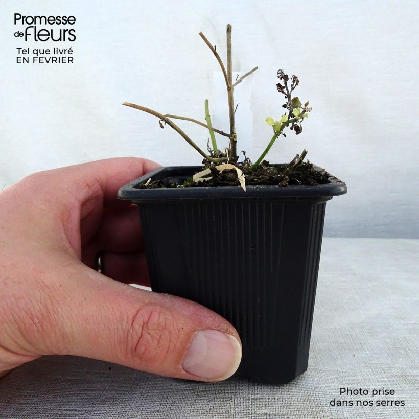 Agastache aurantiaca Tango Maceta de 8/9 cm Ejemplar entregado en invierno