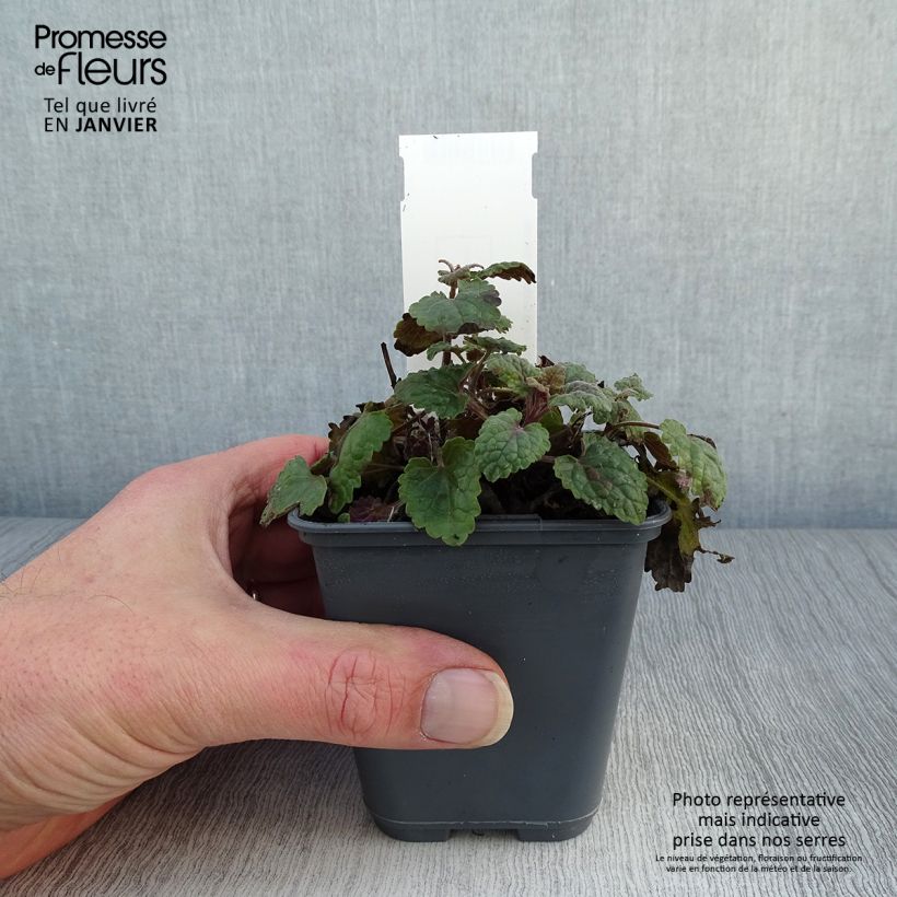 Agastache cana Maceta de 8/9 cm Ejemplar entregado en invierno