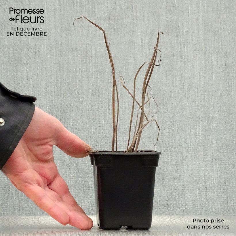 Agastache foeniculum Golden Jubilee - Hisopo anís Maceta de 7/8 cm Ejemplar entregado en invierno