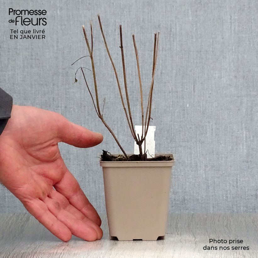 Agastache Beelicious Purple ‘Agapd’ Maceta de 8/9 cm Ejemplar entregado en invierno