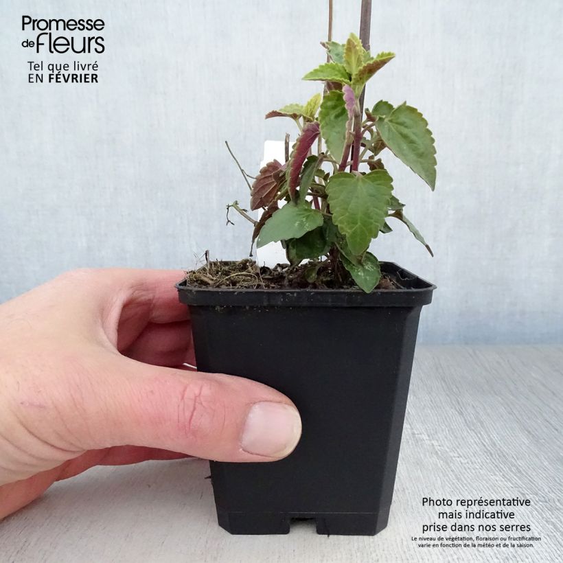 Agastache mexicana Red Fortune Maceta de 8/9 cm Ejemplar entregado en invierno