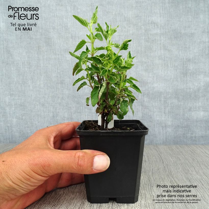 Agastache mexicana Red Fortune Maceta de 8/9 cm Ejemplar entregado en la primavera