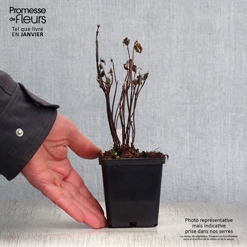 Agastache nepetoides Fuji no Yuki Maceta de 8/9 cm Ejemplar entregado en invierno