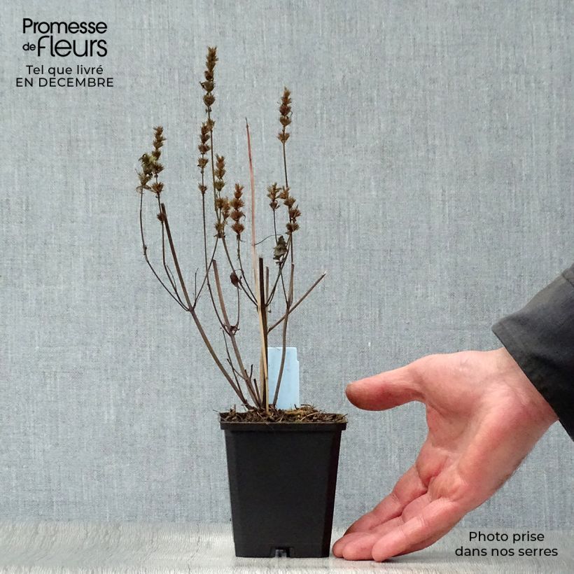 Agastache rugosa After Eight - Menta coreana Maceta de 8/9 cm Ejemplar entregado en invierno