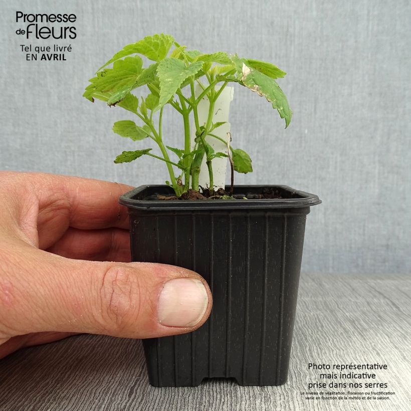 Agastache rugosa Alabaster - Menta coreana Maceta de 8/9 cm Ejemplar entregado en la primavera