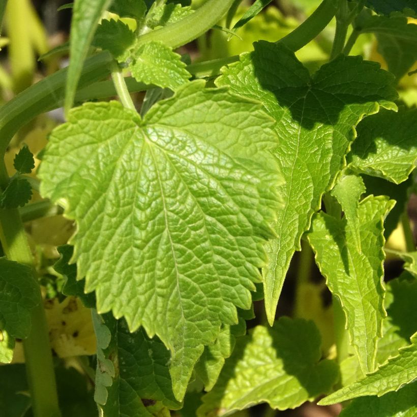 Agastache rugosa Alabaster (semillas) - Menta coreana (Follaje)