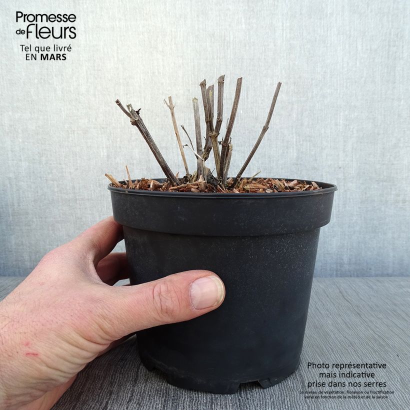 Agastache rugosa Alabaster - Menta coreana Maceta 2L/3L Ejemplar entregado en invierno