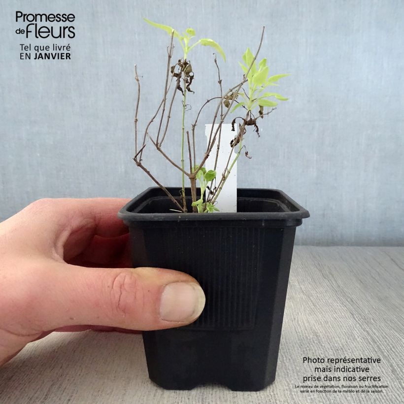 Agastache rupestris - Agastache gigante Maceta de 8/9 cm Ejemplar entregado en invierno