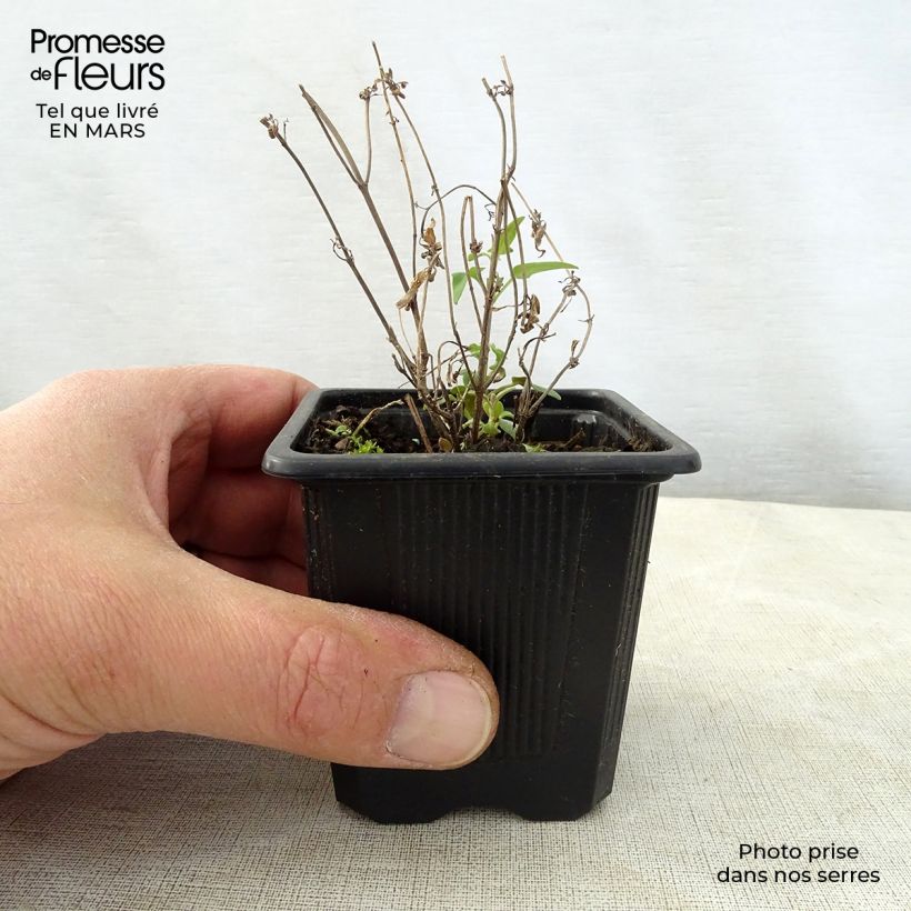 Agastache rupestris - Agastache gigante Maceta de 8/9 cm Ejemplar entregado en la primavera