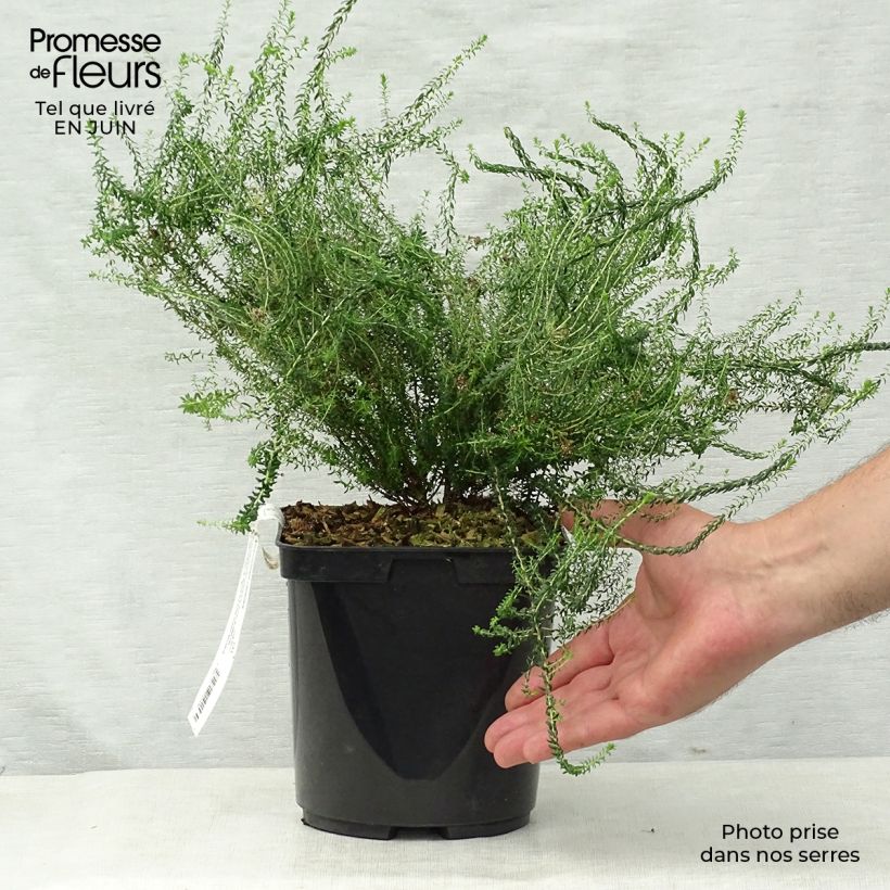 Ejemplar de Agathosma capensis - Buchu Maceta 2L/3L entregado en verano