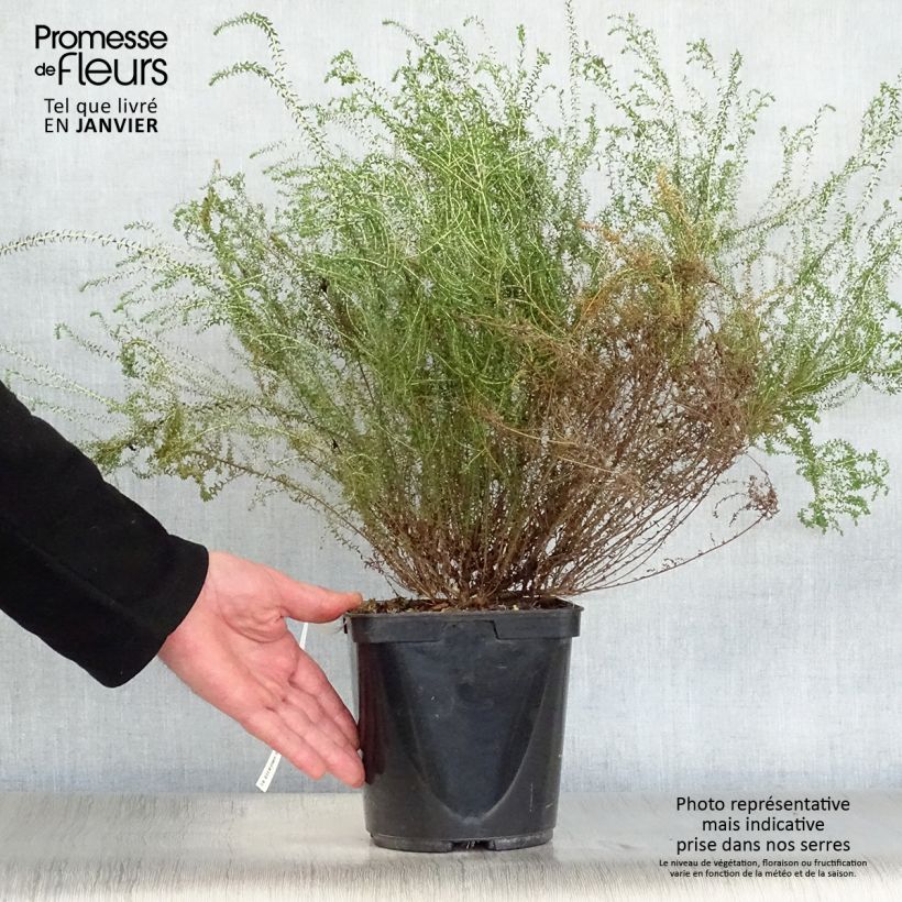 Agathosma capensis - Buchu Maceta 2L/3L Ejemplar entregado en invierno