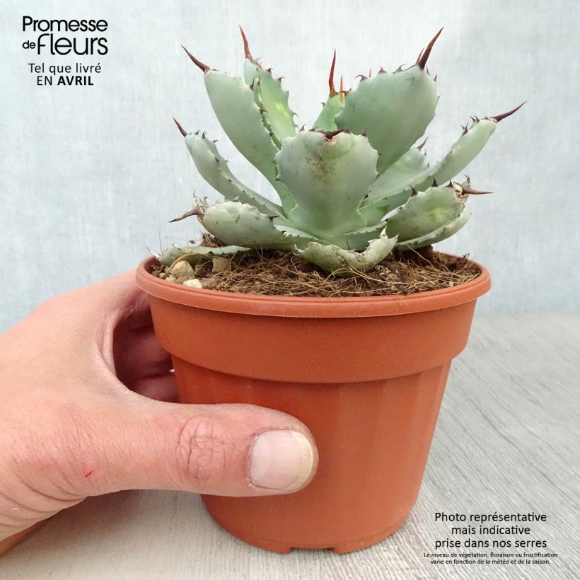 Agave Kikijokan Maceta de 12 cm / 13 cm Ejemplar entregado en la primavera