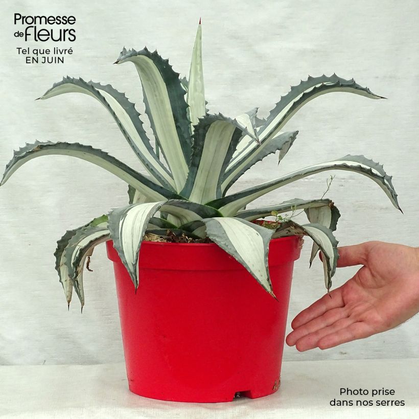 Ejemplar de Agave americana Variegata Maceta 7,5L/10L entregado en verano