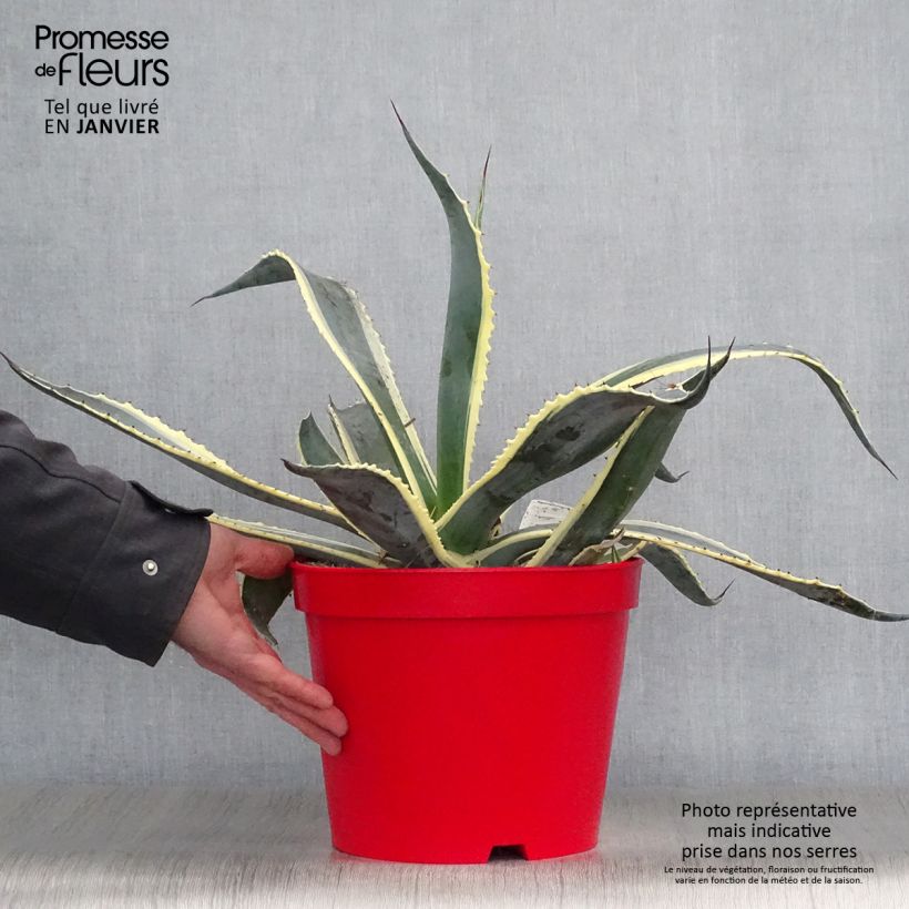 Agave americana Variegata Maceta 7,5L/10L Ejemplar entregado en invierno