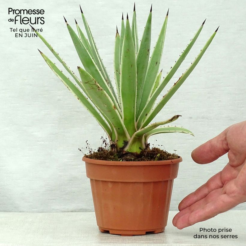 Ejemplar de Bacanora - Agave angustifolia Marginata Maceta de 12 cm / 13 cm entregado en verano