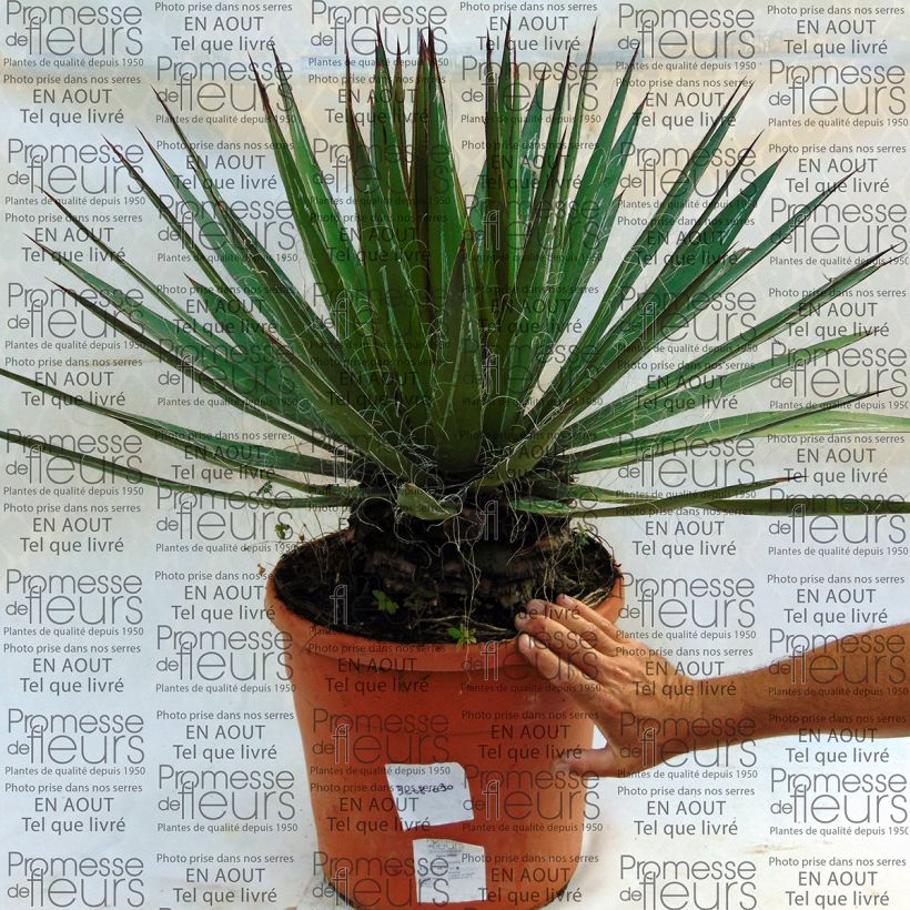 Ejemplo de ejemplar de Cabuyo - Agave filifera Maceta 18L/20L tal y como se entrega