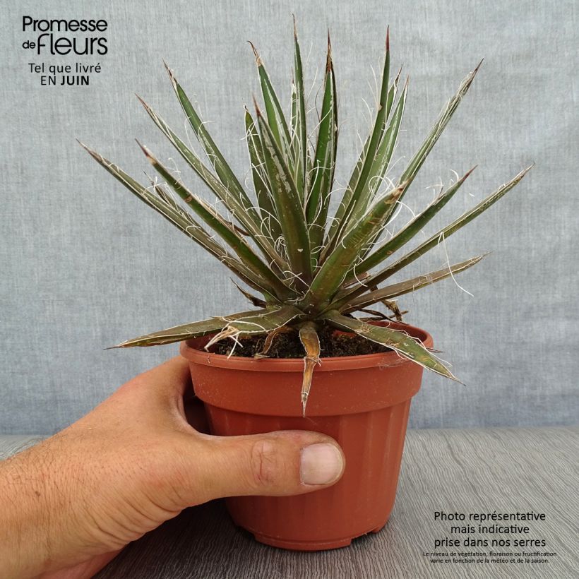Ejemplar de Cabuyo - Agave filifera Maceta de 8/9 cm entregado en verano