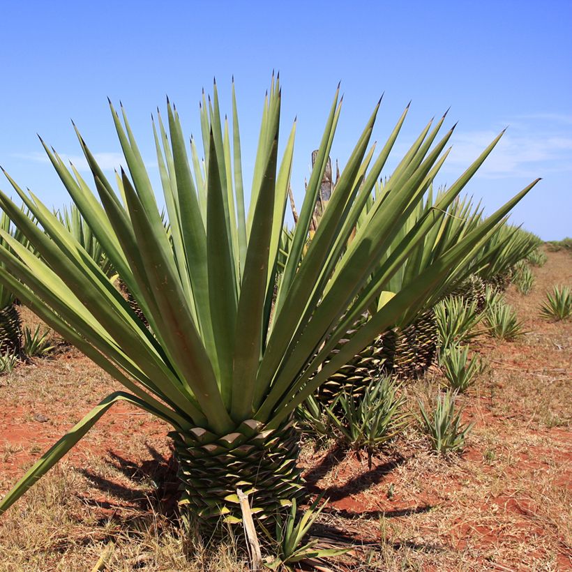 Maguey fourcroydes - Henequén (Porte)