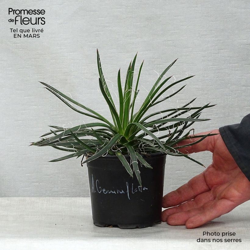 Agave geminiflora Maceta de 12 cm / 13 cm Ejemplar entregado en la primavera