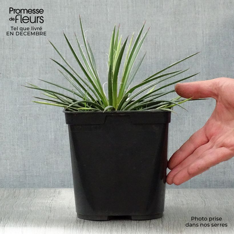 Agave geminiflora Maceta 2L/3L Ejemplar entregado en invierno