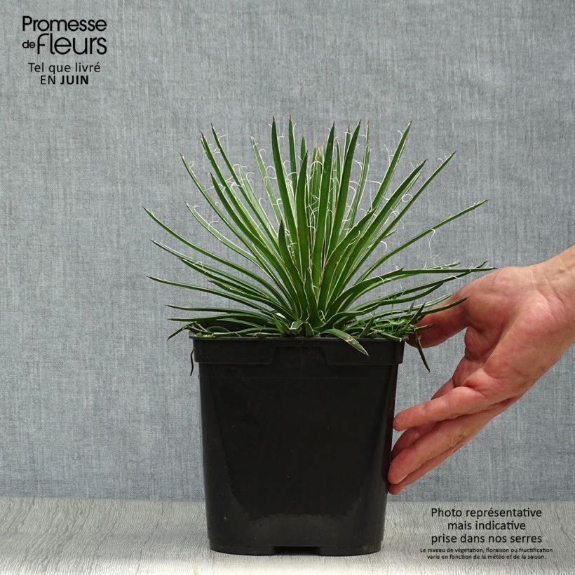 Ejemplar de Agave geminiflora Maceta 2L/3L entregado en verano