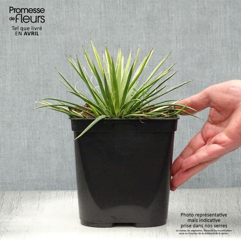 Agave geminiflora Maceta 2L/3L Ejemplar entregado en la primavera