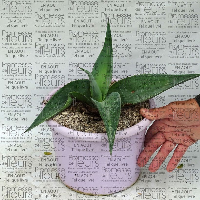 Ejemplo de ejemplar de Agave guiengola Maceta 2L/3L tal y como se entrega