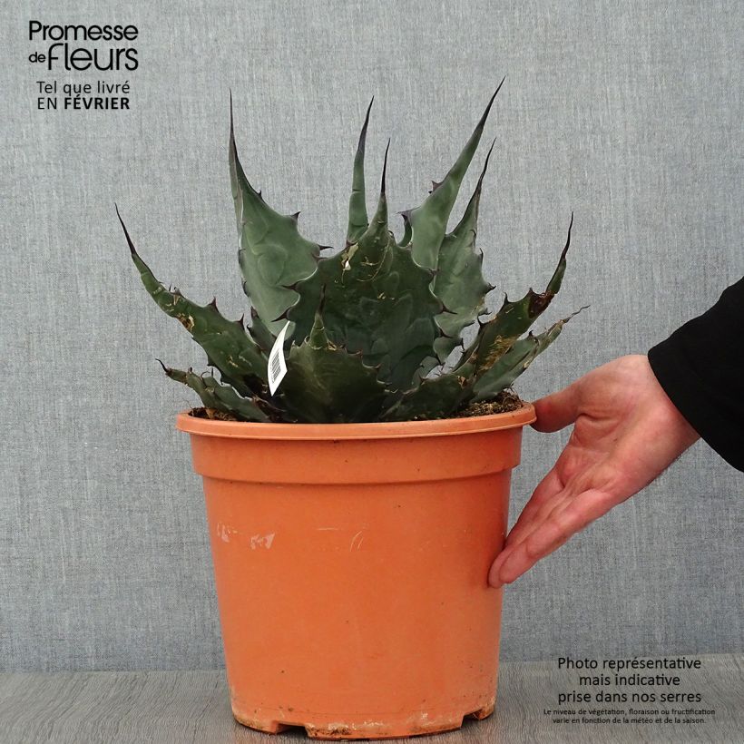 Agave havardiana Maceta 7,5L/10L Ejemplar entregado en invierno