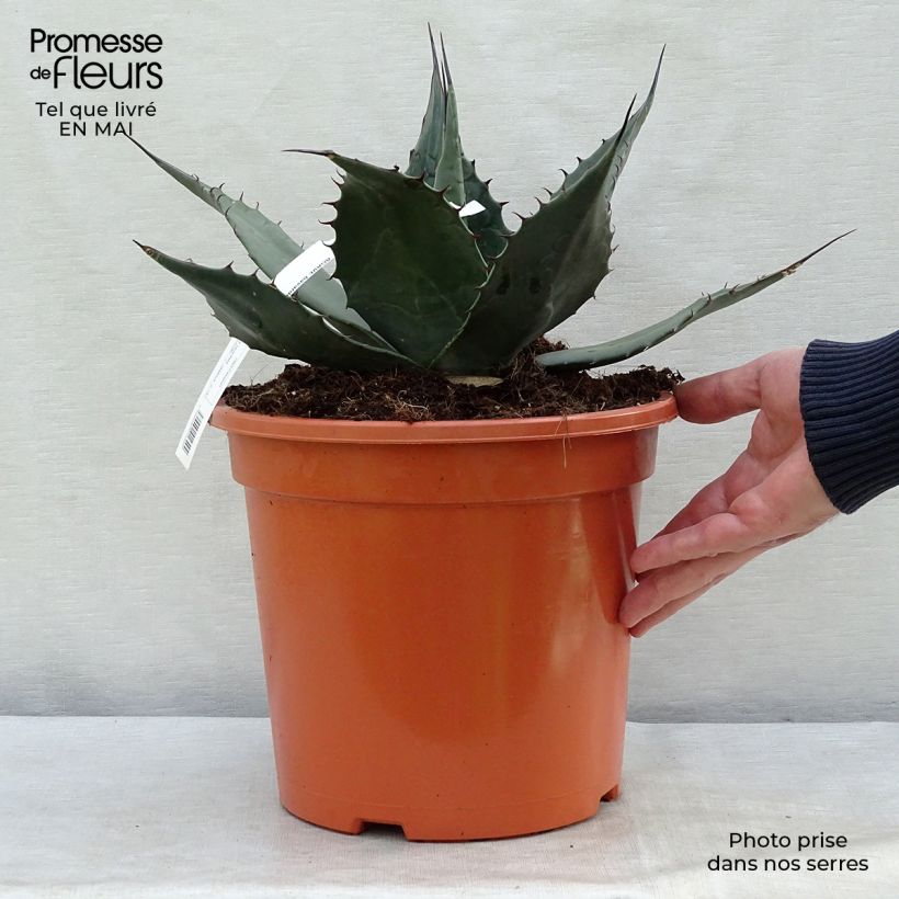 Agave havardiana Maceta 7,5L/10L Ejemplar entregado en la primavera
