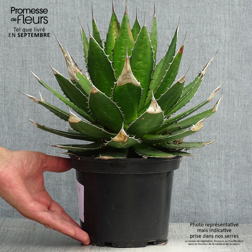 Ejemplar de Maguey del pedregal - Agave horrida Maceta 3L/4L entregado en verano
