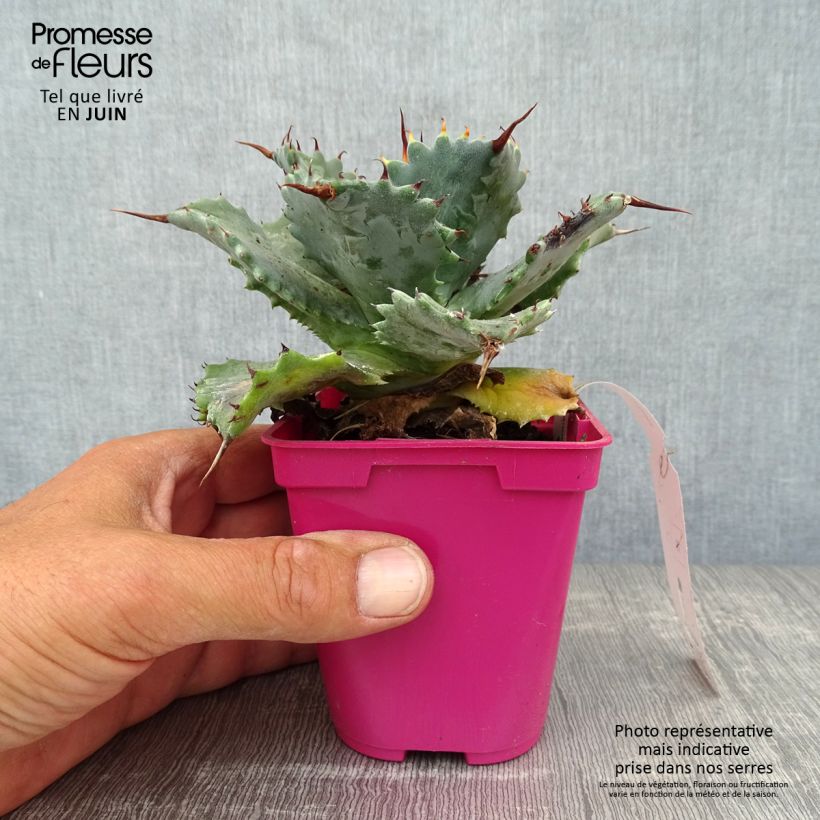 Ejemplar de Agave isthmensis Maceta de 10 cm/11 cm entregado en verano