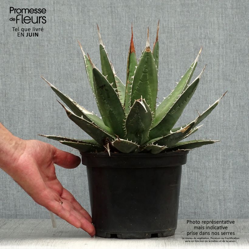 Ejemplar de Agave kerchovei Maceta 3L/4L entregado en verano