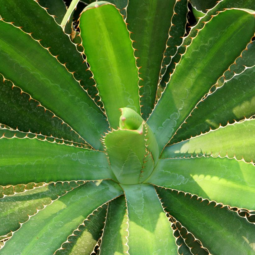 Agave lophantha (Follaje)