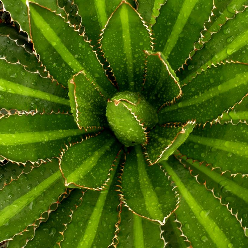 Agave lophantha Splendida (Follaje)