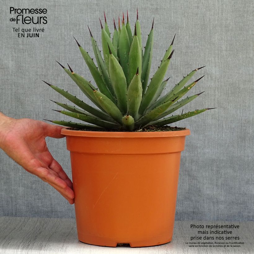Ejemplar de Agave macroacantha Maceta 7,5L/10L entregado en verano