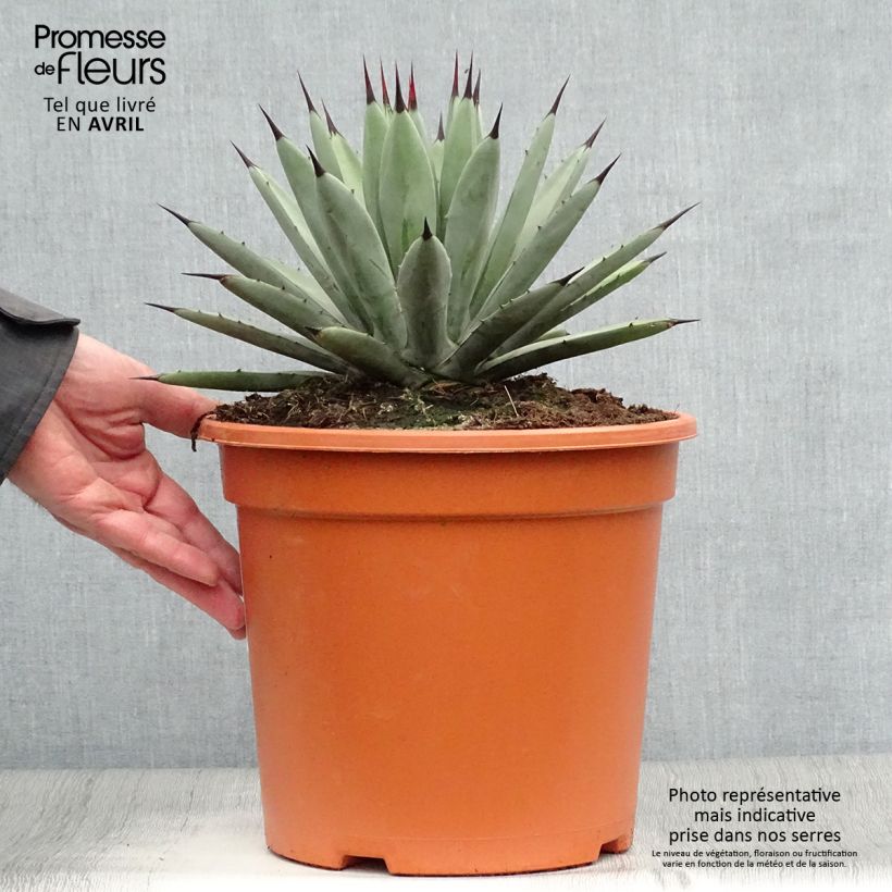 Agave macroacantha Maceta 7,5L/10L Ejemplar entregado en la primavera