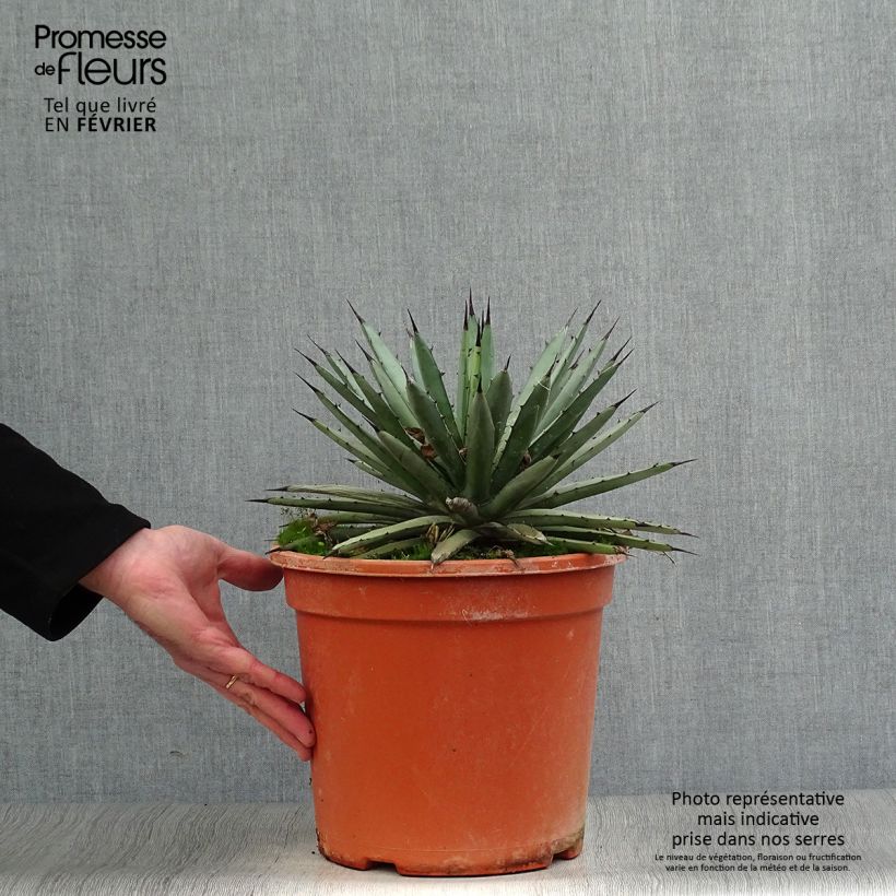 Agave macroacantha Maceta 7,5L/10L Ejemplar entregado en invierno