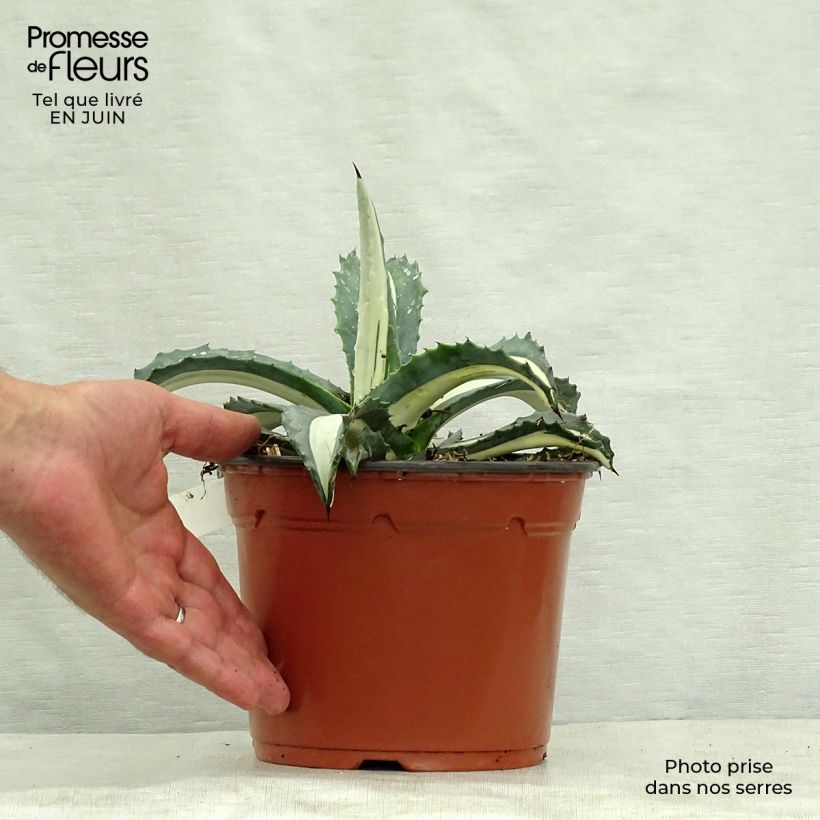 Ejemplar de Agave americana mediopicta Alba Maceta 2L/3L entregado en verano