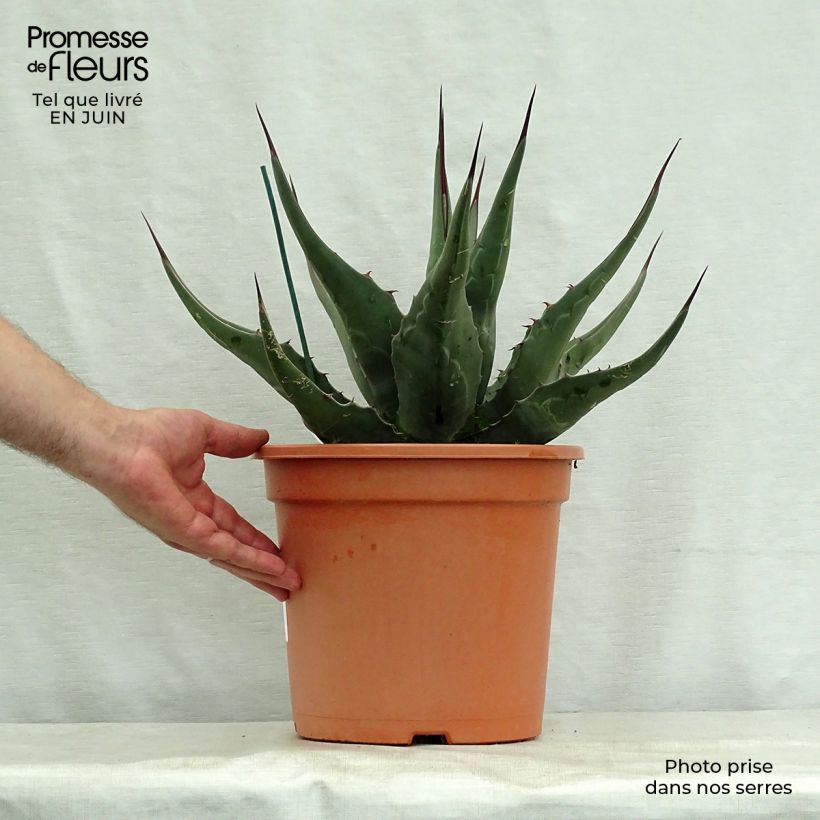 Ejemplar de Agave montana Maceta 7,5L/10L entregado en verano