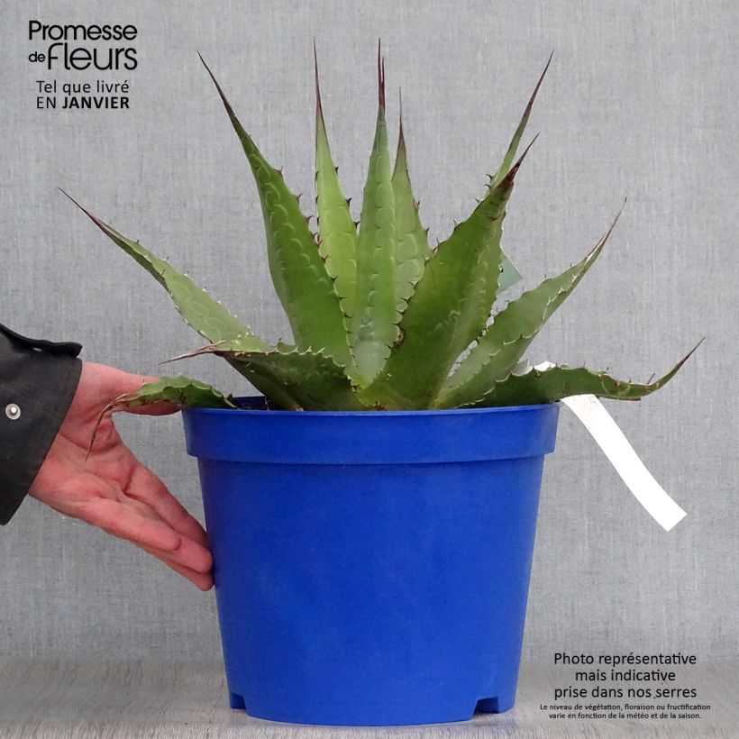 Agave montana Maceta 7,5L/10L Ejemplar entregado en invierno