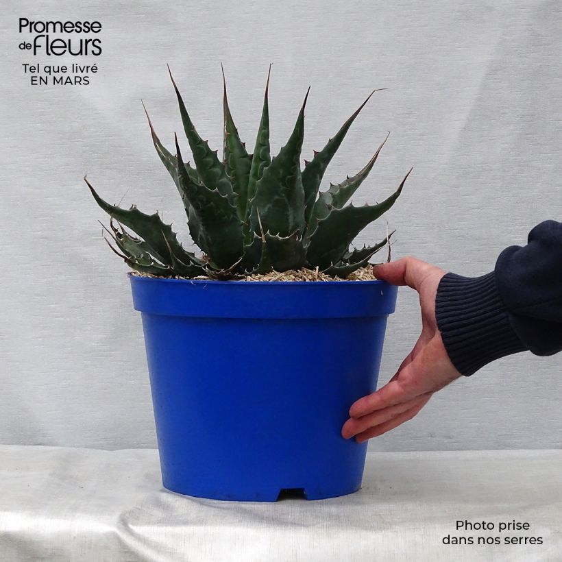 Agave montana Maceta 7,5L/10L Ejemplar entregado en la primavera