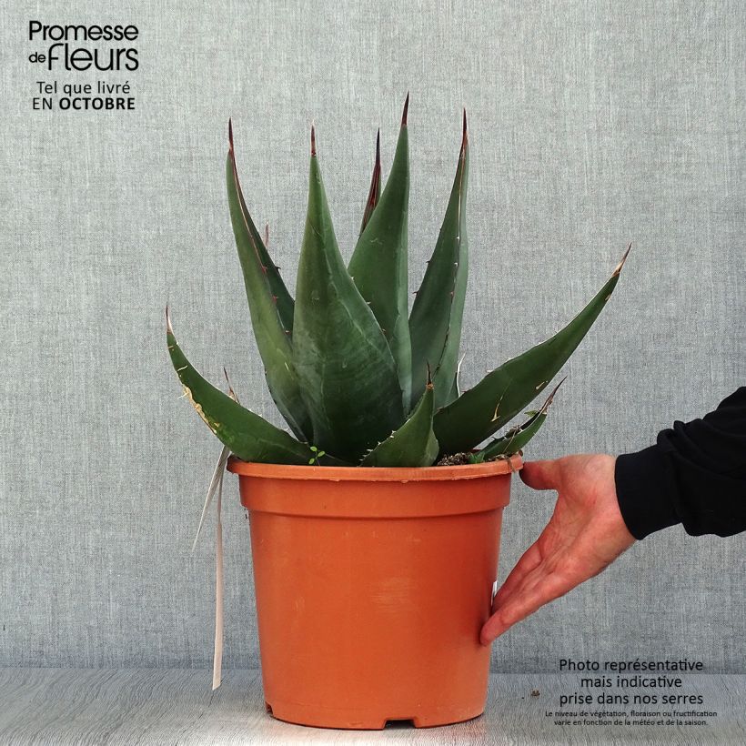 Ejemplar de Agave montana Maceta 7,5L/10L entregado en otoño