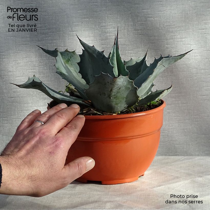 Agave ovatifolia Maceta 3L/4L Ejemplar entregado en invierno